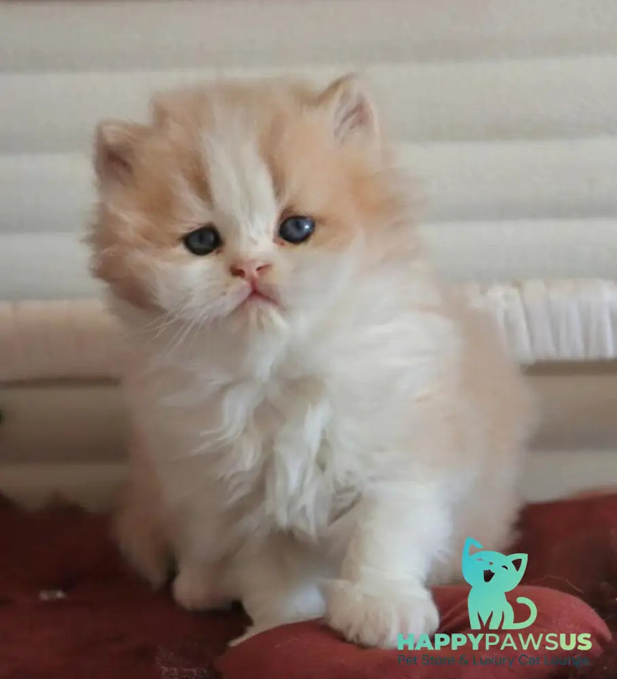 Salem British Longhair male fawn bicolour - live animals