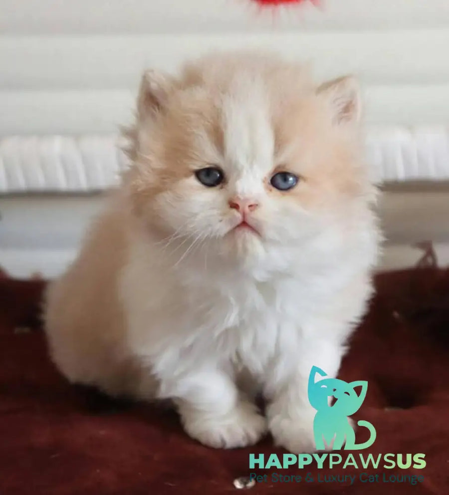Salem British Longhair male fawn bicolour - live animals