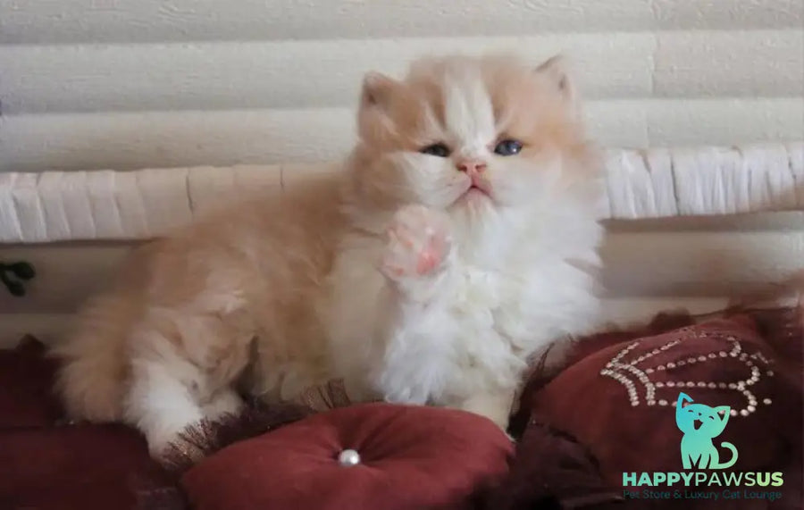 Salem British Longhair male fawn bicolour - live animals