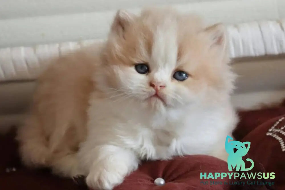 Salem British Longhair male fawn bicolour - live animals