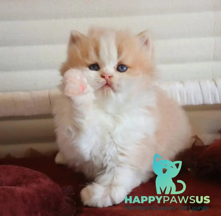 Salem British Longhair male fawn bicolour - live animals