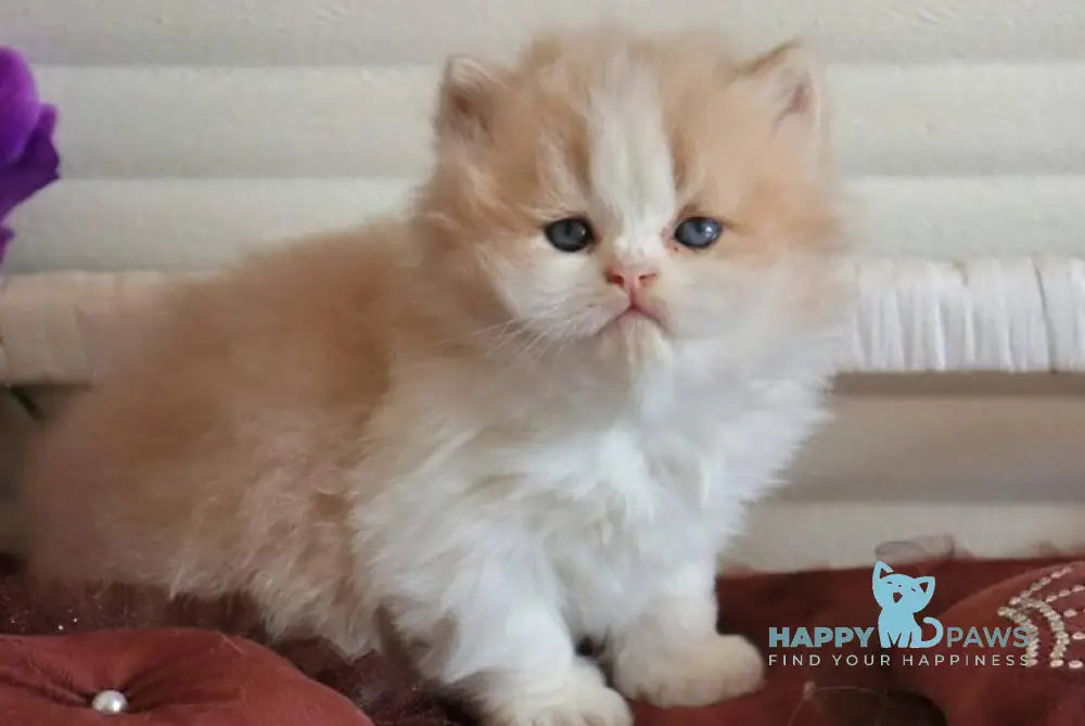 Salem British Longhair male fawn bicolour - live animals