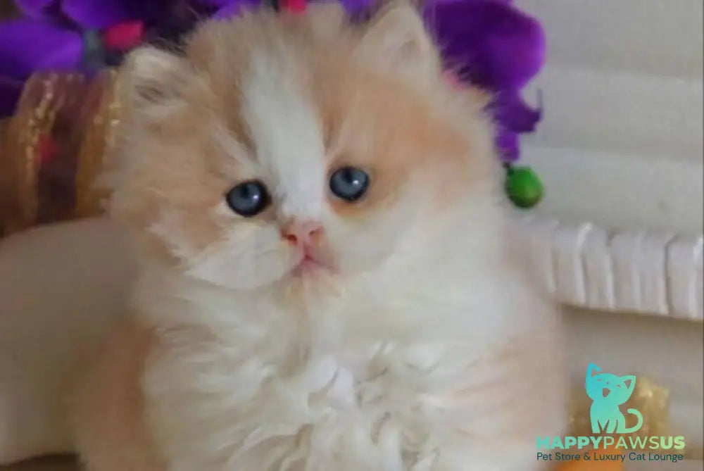 Salem British Longhair male fawn bicolour - live animals