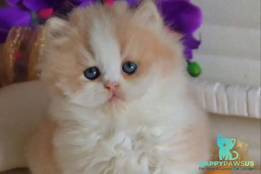 Salem British Longhair male fawn bicolour - live animals