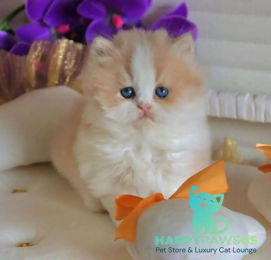 Salem British Longhair male fawn bicolour - live animals