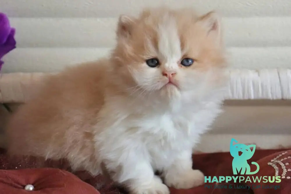 Salem British Longhair male fawn bicolour - live animals