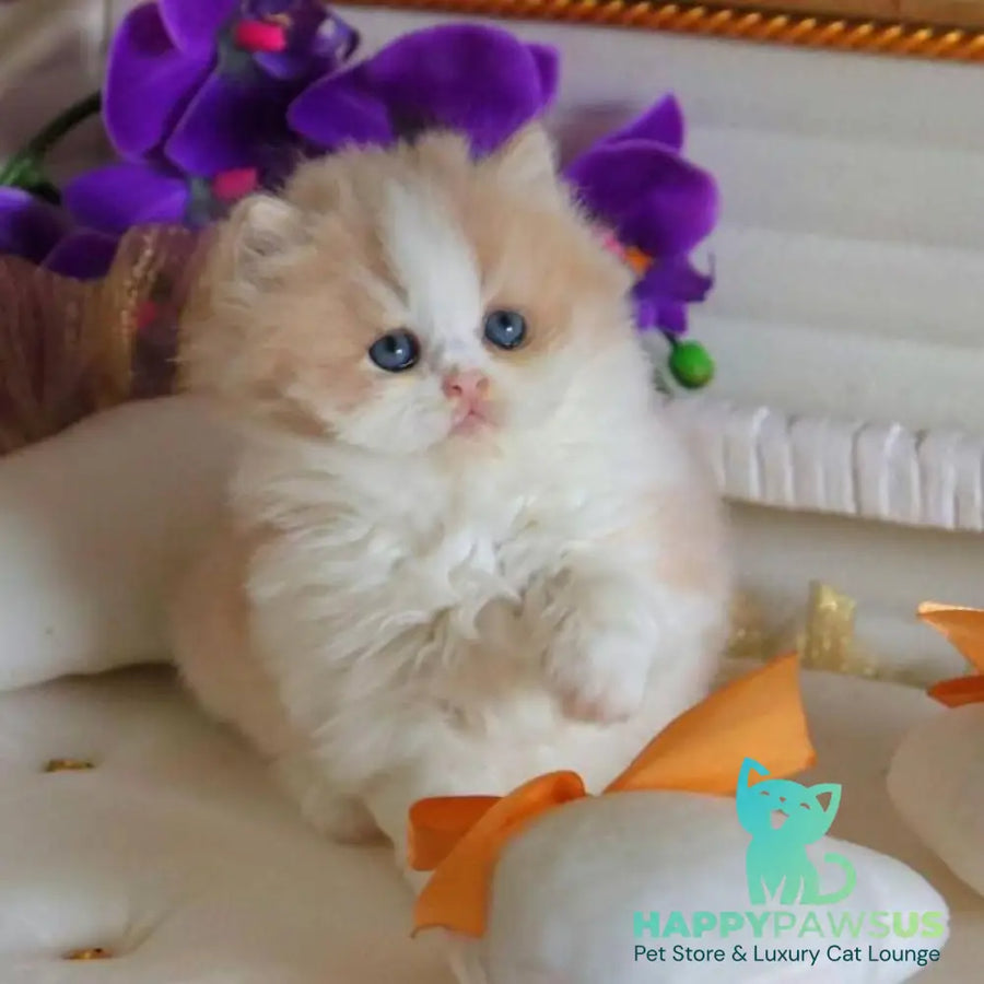Salem British Longhair male fawn bicolour - live animals