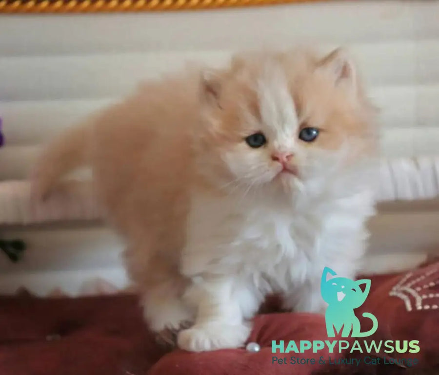 Salem British Longhair male fawn bicolour - live animals