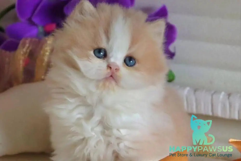 Salem British Longhair male fawn bicolour - live animals