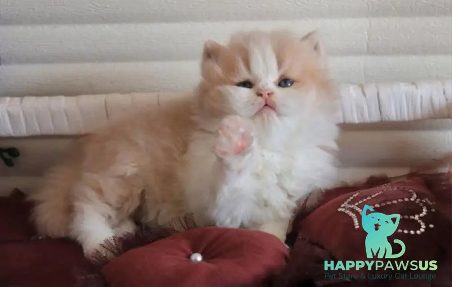 Salem British Longhair male fawn bicolour - live animals