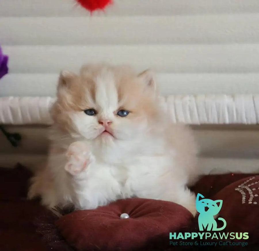 Salem British Longhair male fawn bicolour - live animals