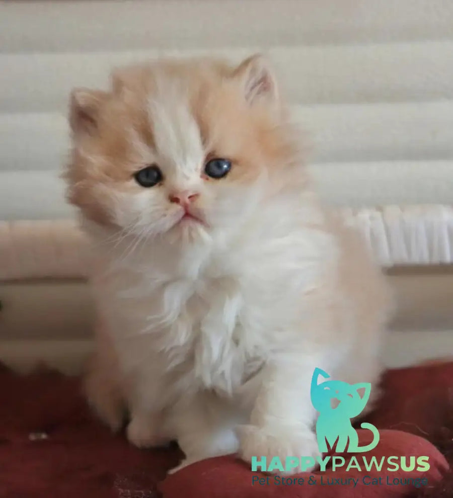 Salem British Longhair male fawn bicolour - live animals