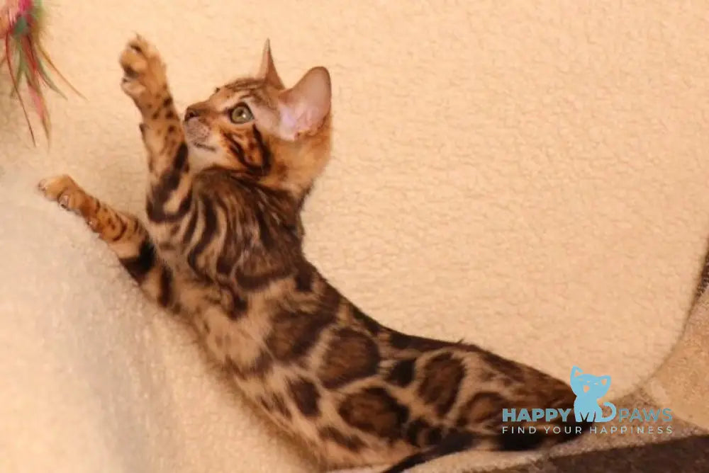 Sally Bengal female black spotted tabby live animals