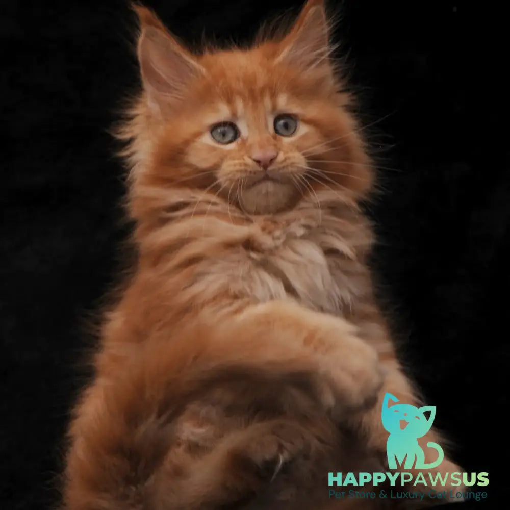 Sally Maine Coon female red - live animals