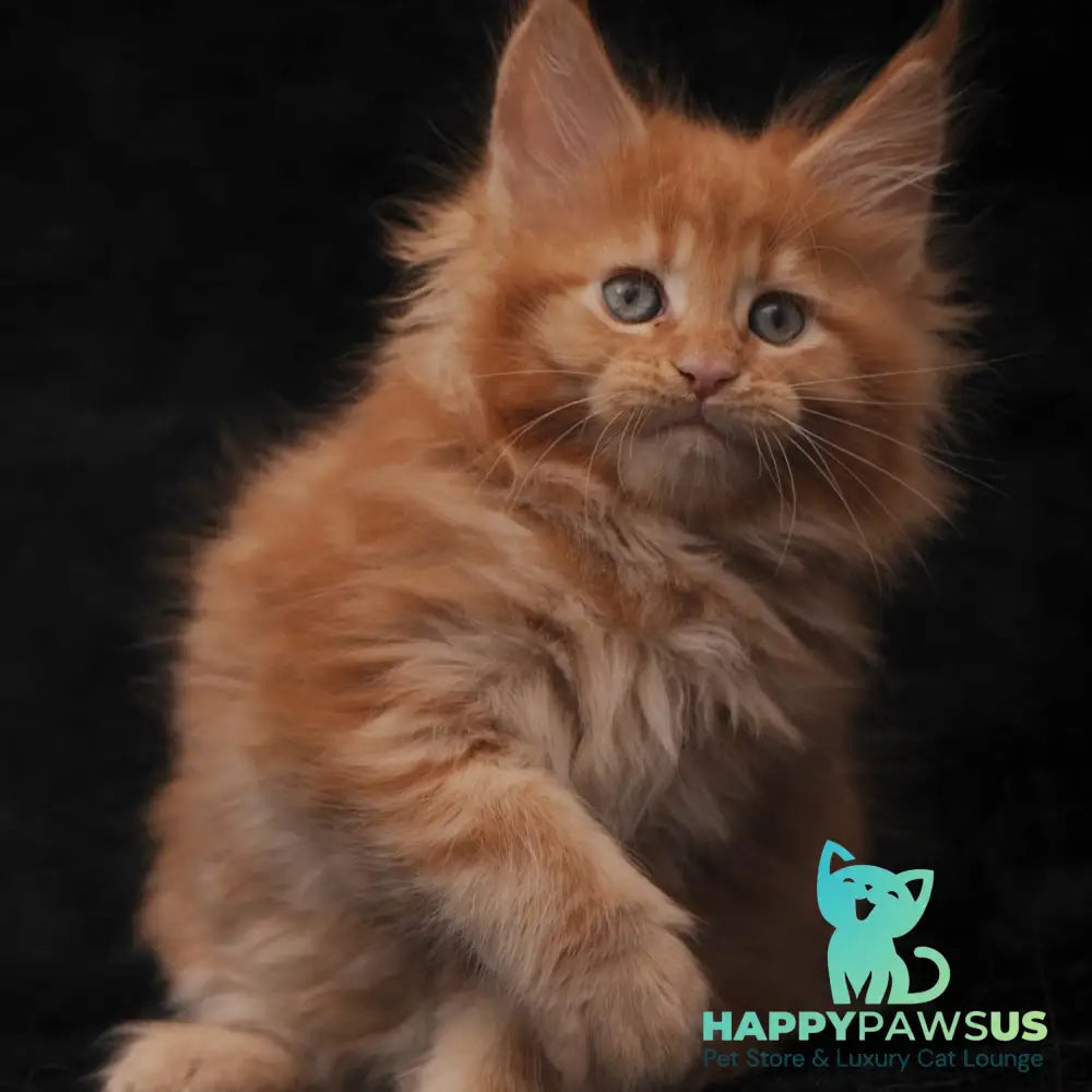 Sally Maine Coon female red - live animals