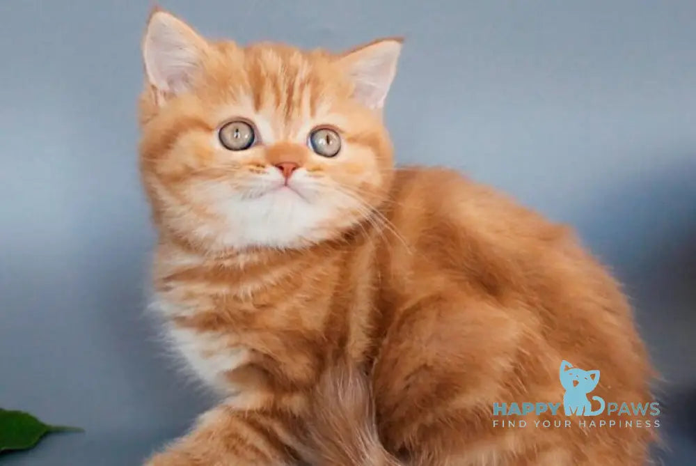 Sally Scottish Straight female cinnamon tabby live animals