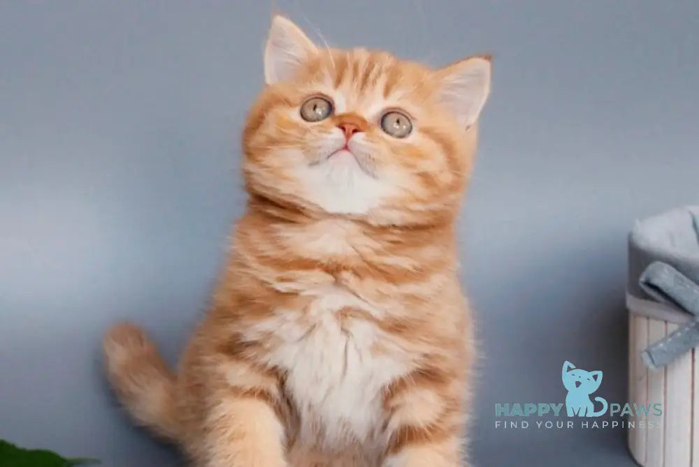 Sally Scottish Straight female cinnamon tabby live animals