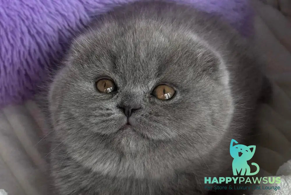 Salsa Scottish Fold female blue - live animals