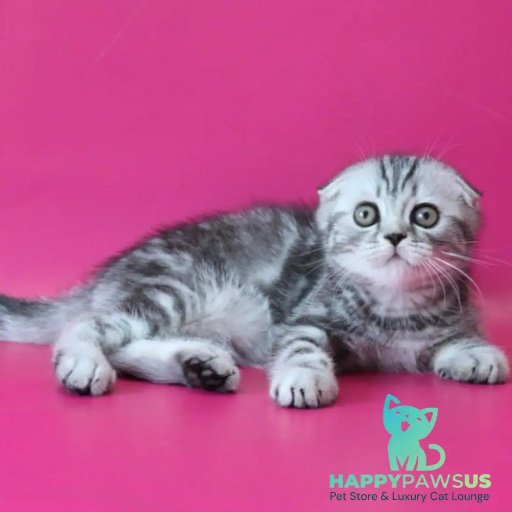 Salvador Scottish Fold male black silver tabby - live animals