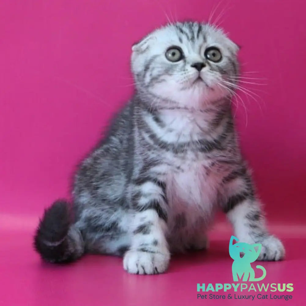 Salvador Scottish Fold male black silver tabby - live animals