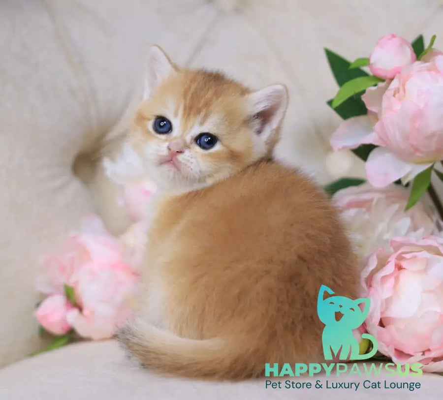 Salvi British Shorthair male black golden chinchilla - live animals