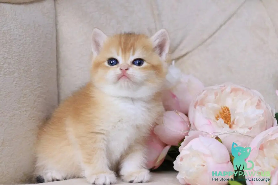 Salvi British Shorthair male black golden chinchilla - live animals