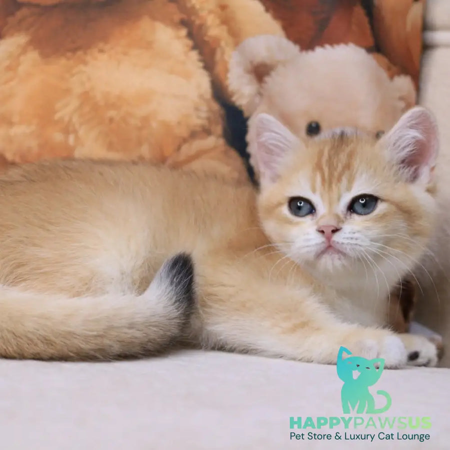 Salvi British Shorthair male black golden chinchilla - live animals