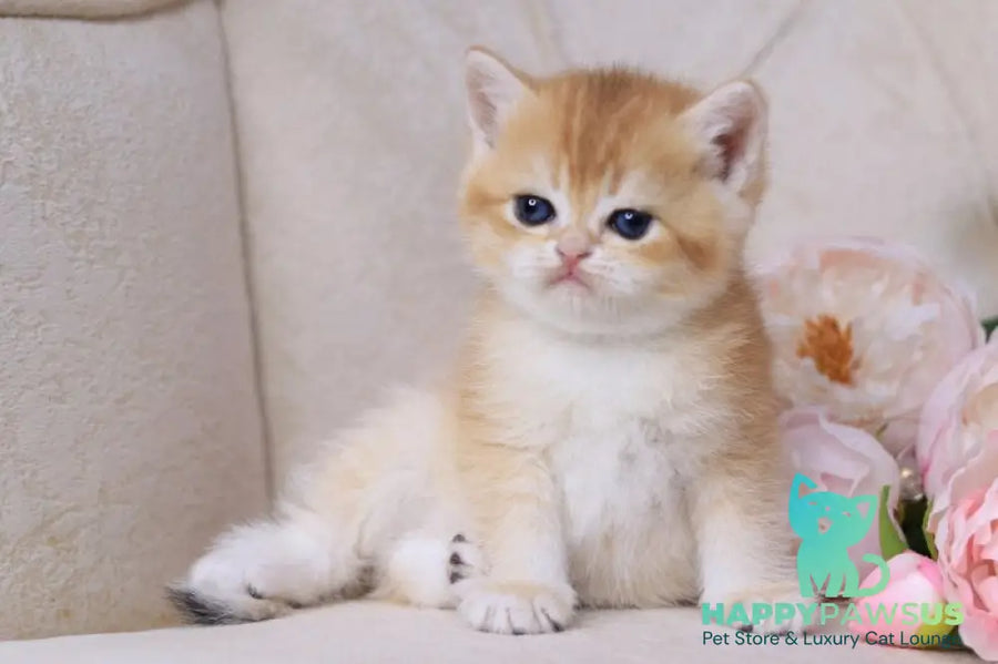 Salvi British Shorthair male black golden chinchilla - live animals