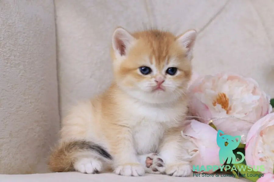 Salvi British Shorthair male black golden chinchilla - live animals