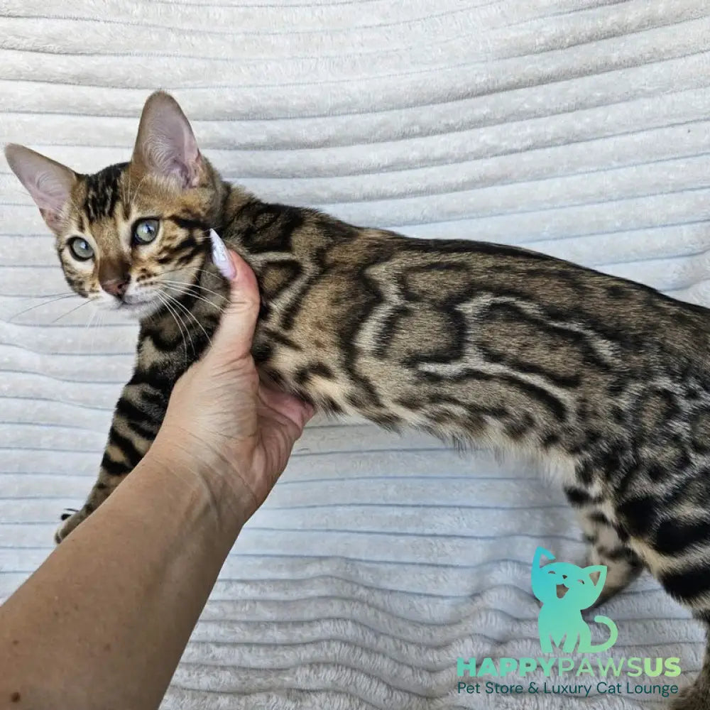 Sam Bengal male black spotted tabby - live animals