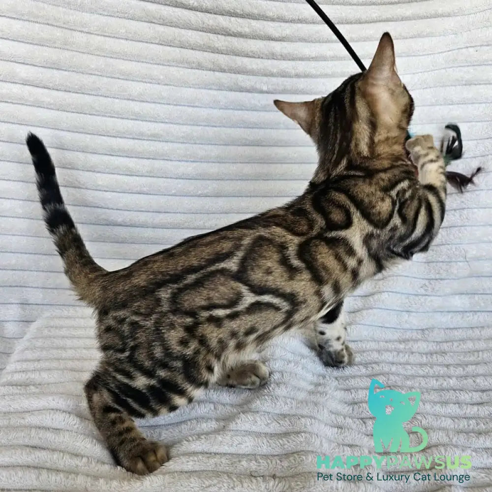 Sam Bengal male black spotted tabby - live animals
