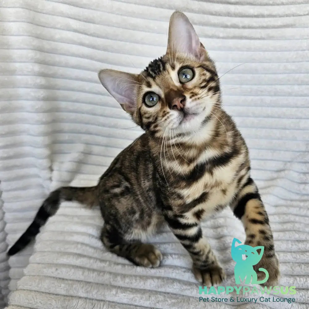 Sam Bengal male black spotted tabby - live animals