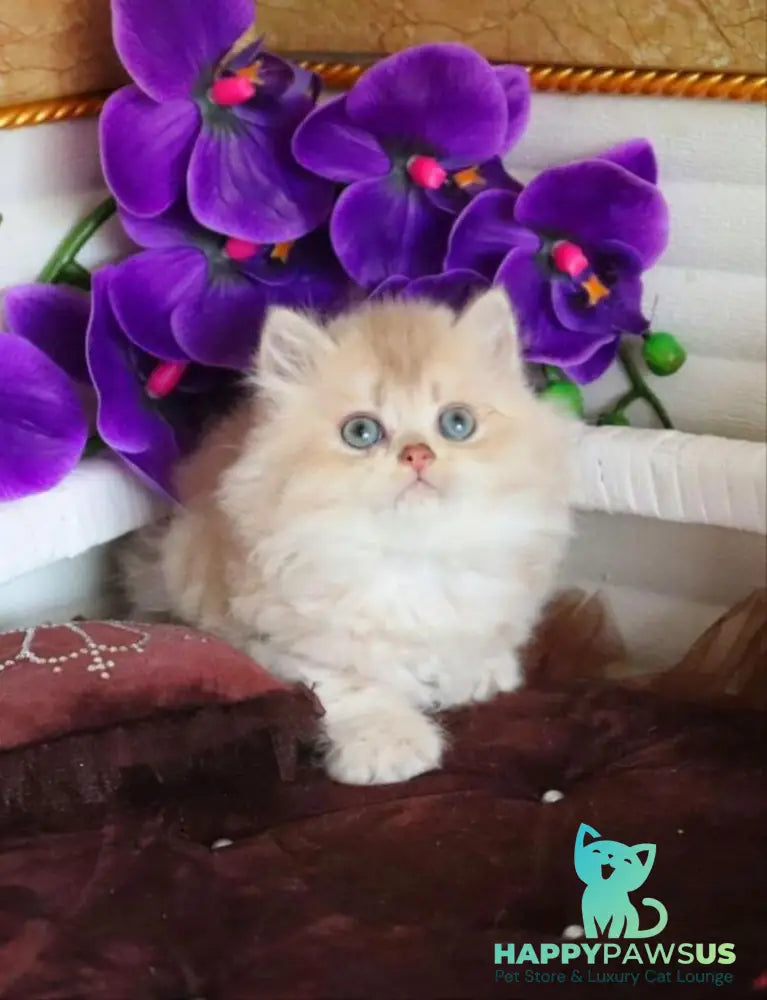 Sam British Longhair male lilac golden shaded - live animals