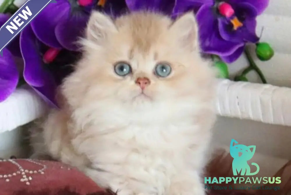 Sam British Longhair male lilac golden shaded - live animals