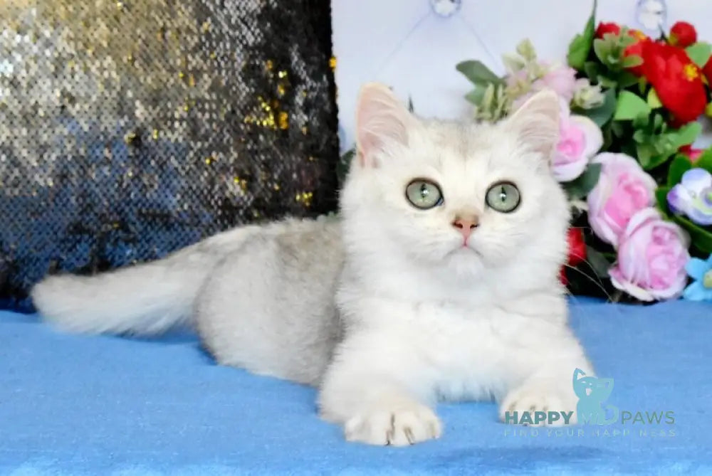 Sam British Shorthair male black silver shaded live animals