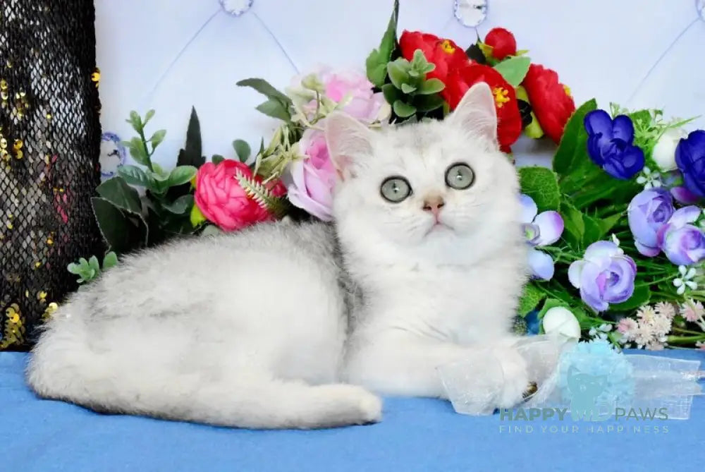 Sаm British Shorthair male black silver shaded live animals
