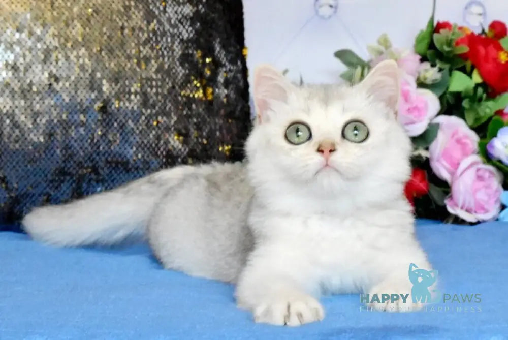 Sam British Shorthair male black silver shaded live animals
