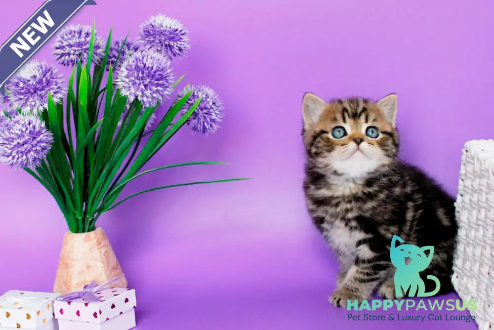 Sam British Shorthair male black tabby - live animals