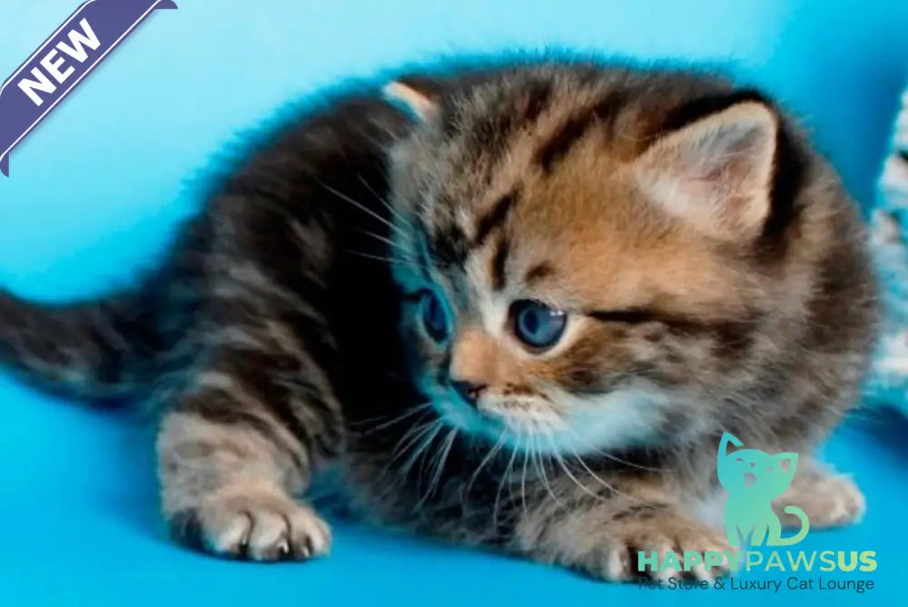 Sam British Shorthair male black tabby - live animals