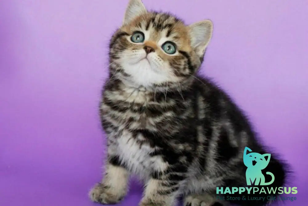 Sam British Shorthair male black tabby - live animals