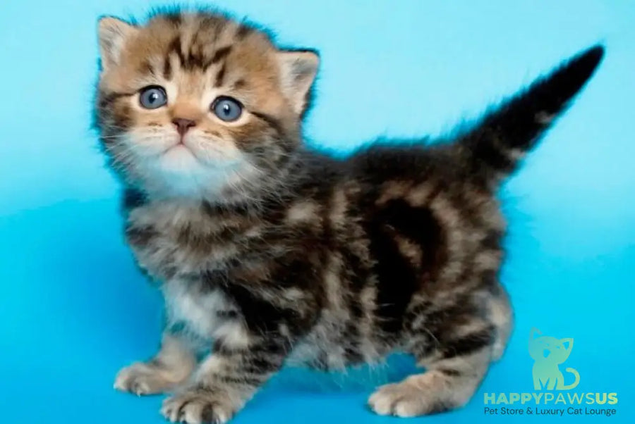 Sam British Shorthair male black tabby - live animals