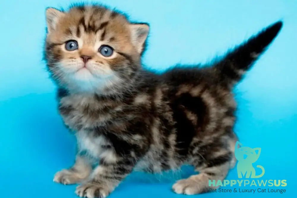 Sam British Shorthair male black tabby - live animals