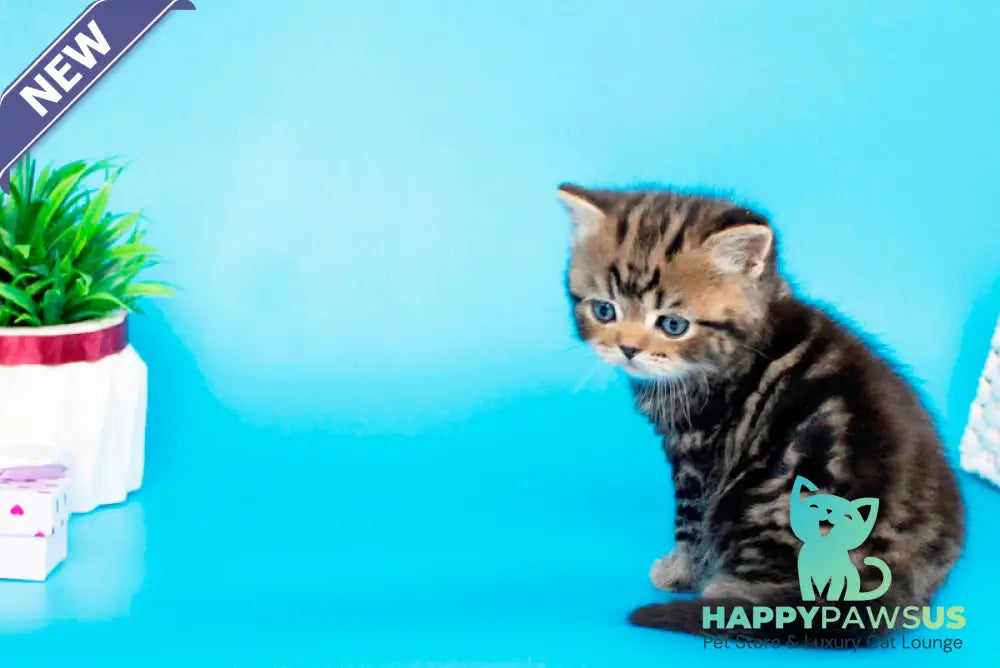 Sam British Shorthair male black tabby - live animals