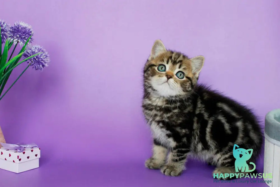 Sam British Shorthair male black tabby - live animals