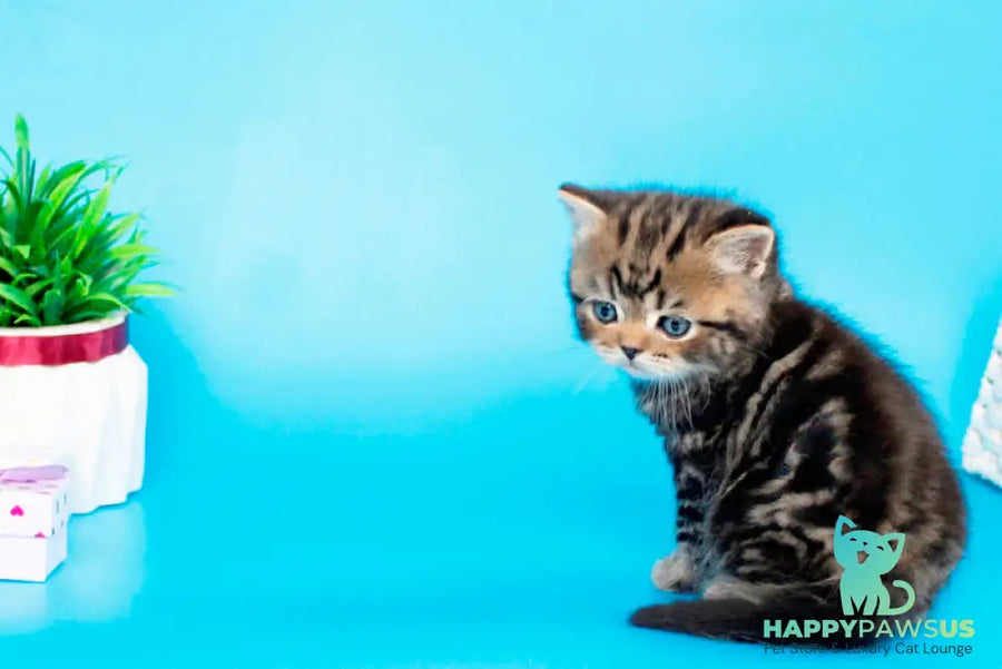 Sam British Shorthair male black tabby - live animals