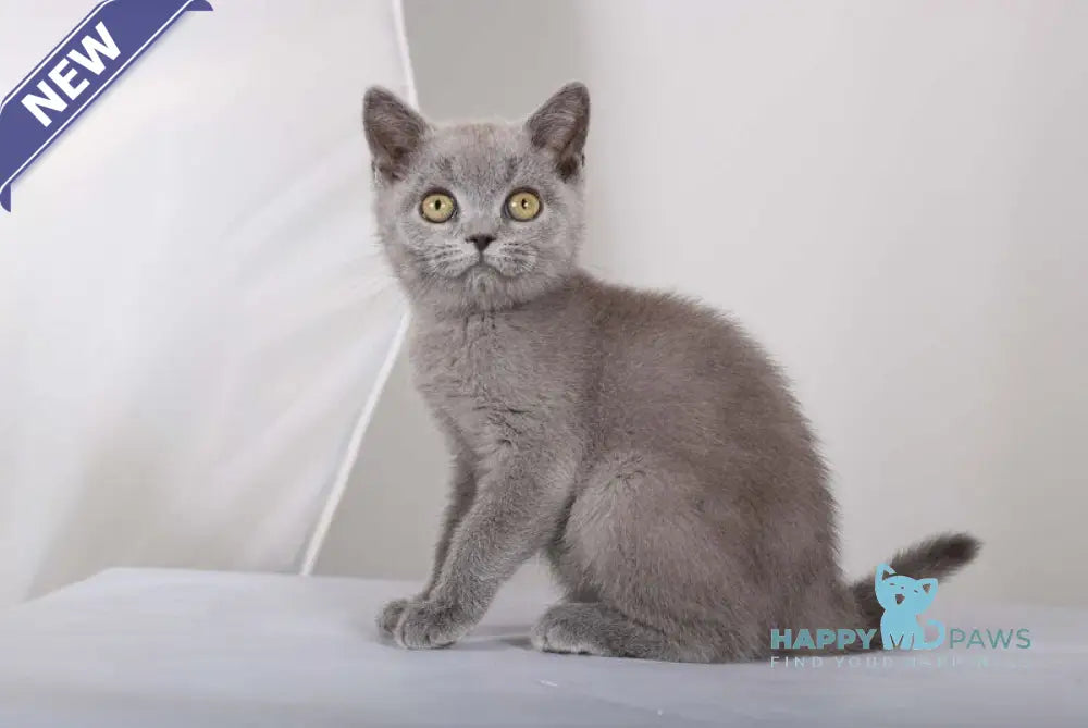 Sam British Shorthair male blue live animals