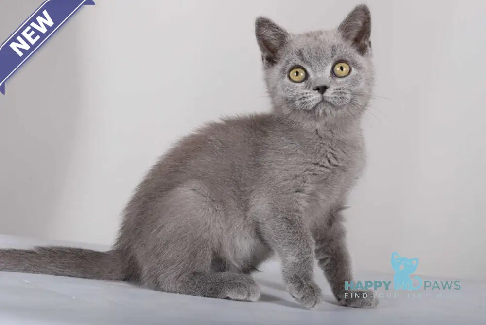 Sam British Shorthair male blue live animals
