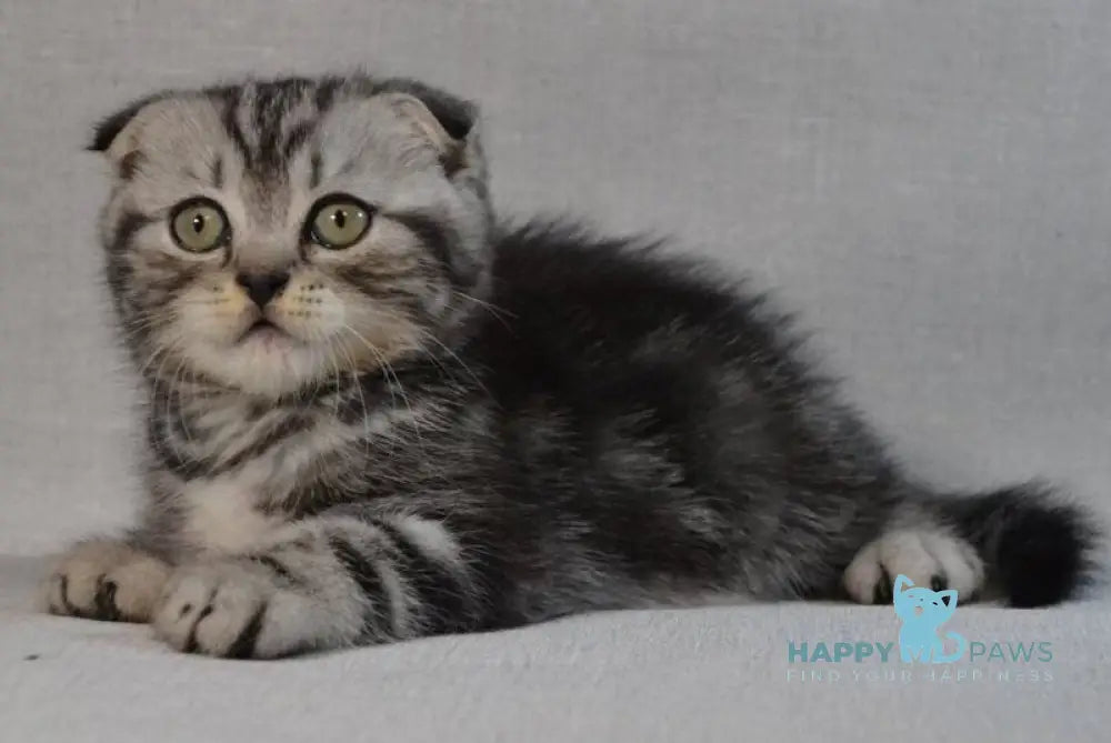 Sam Scottish Fold male black silver tabby - live animals