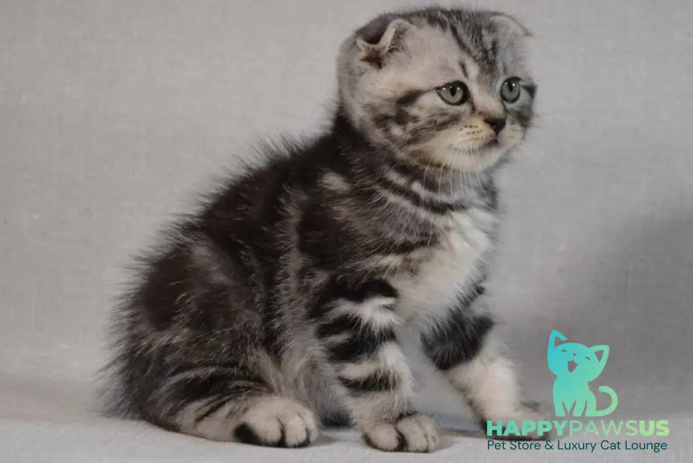 Sam Scottish Fold male black silver tabby - live animals