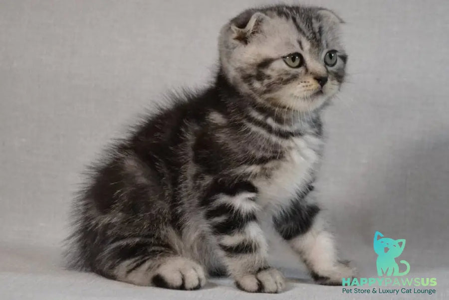Sam Scottish Fold male black silver tabby - live animals